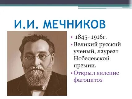 Ученый открывший явление фагоцитоза
