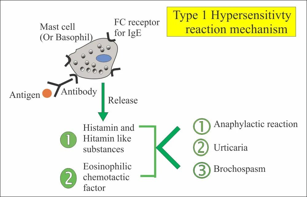 Type II hypersensitivity Reaction. Type III hypersensitivity Reaction. Type IV hypersensitivity. Type 1 hypersensitivity. Sites type 1