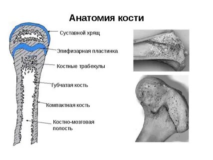 Эпифизарным хрящом является