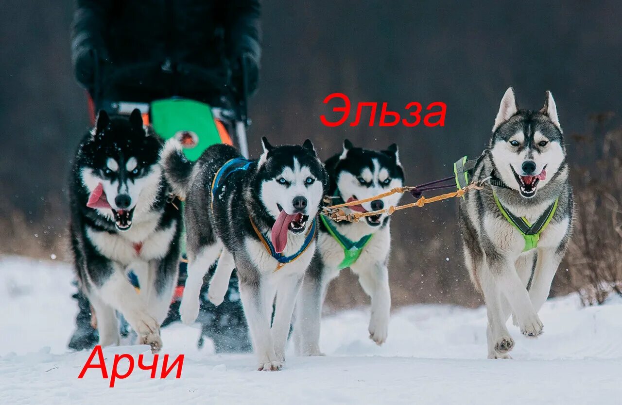 хаски переславль залесский. сибирский хаски в упряжке. хаски в доме. собака хаски на улице. хаски переславль залесский.