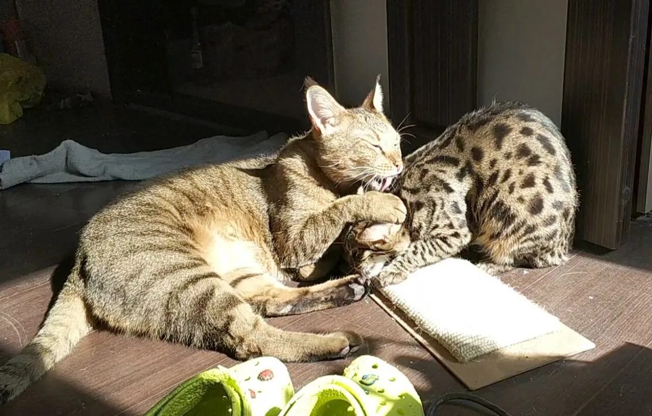 Большой кот домохозяин. Большой кот домохозяин