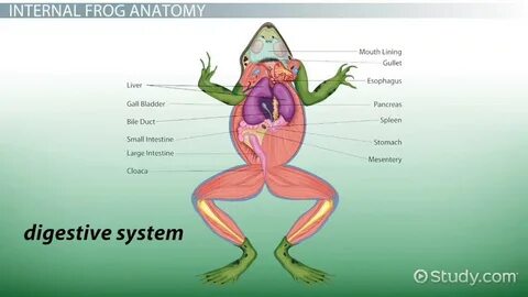 Транскрипция frog на русском