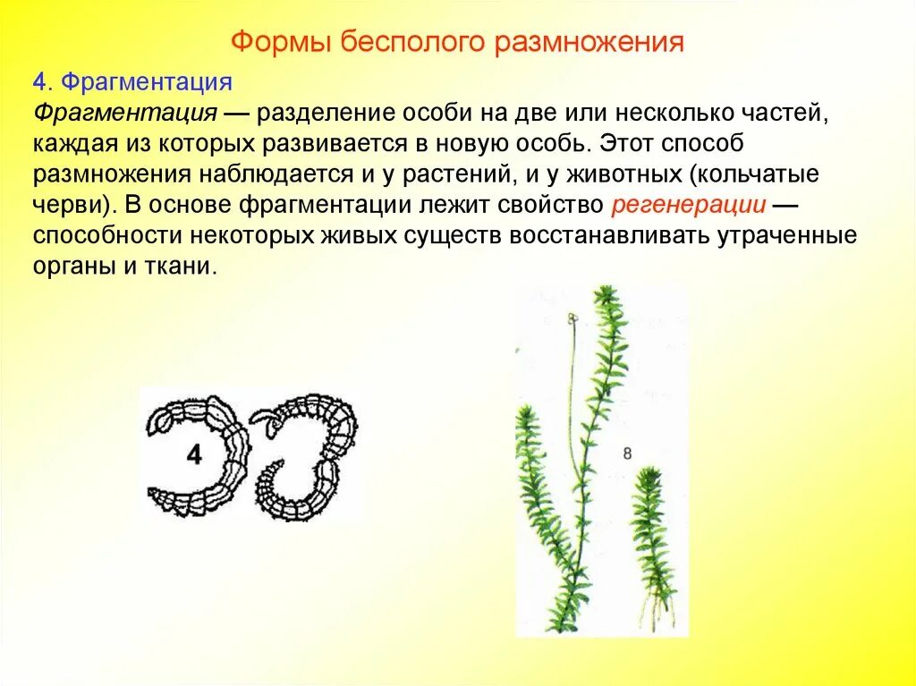 Каковы особенности бесполого размножения 6 класс. Формы размножения организмов. Фрагментация бесполое размножение. Фрагментация у растений. Формы бесполого размножения организмов.