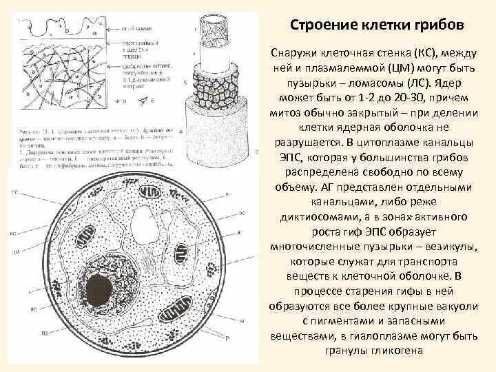 Растения содержат хитин в оболочках клеток