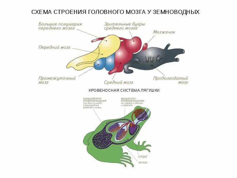 Отделы головного мозга лягушки. Нервная система лягушки схема головного мозга. отделы головного мозга земноводные. строение головного мозга амфибии. строение мозга земноводных.