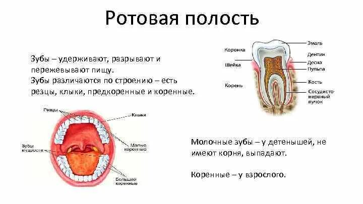 Какие функции выполняет ротовая полость. Биология 8 класс пищеварение в ротовой полости схема. Строение пищеварительной системы ротовая полость. Ротовая полость строение и функции. Пищеварение в ротовой полости строение и функции зубов.