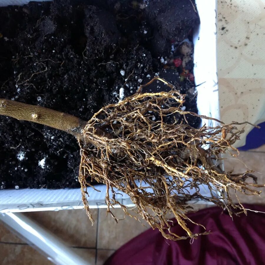 корневая система мандарина. корни фикуса бенджамина. горящие корни деревьев. сгореть корень. сгореть корень.