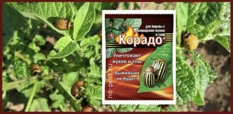 Жук обрабатывать