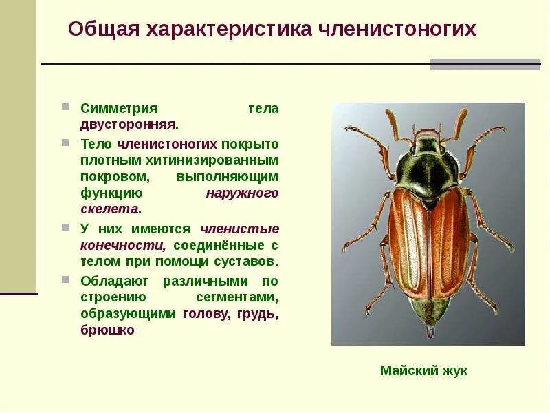 Симметрия членистоногих. Симметрия тела членистоногих. Наружный скелет членистоногих. Двусторонняя симметрия тела. Какое значение имеет хитинизированный покров тела