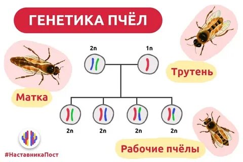 Пчелы хромосомы