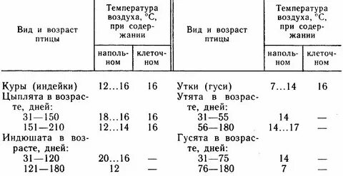 Оптимальная температура для кур несушек зимой