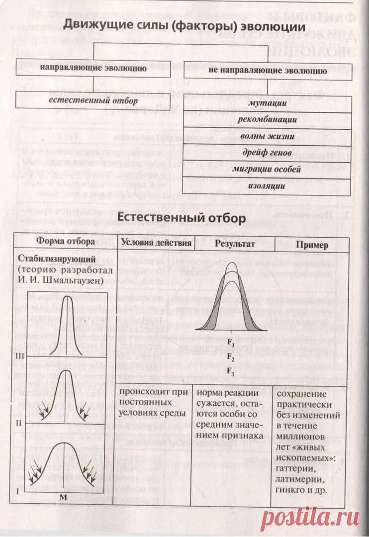 Естественный отбор таблица по биологии. Формы естественного отбора таблица. Стабилизирующий движущий и дизруптивный отбор. Характеристика форм естественного отбора. Естественный отбор схема.