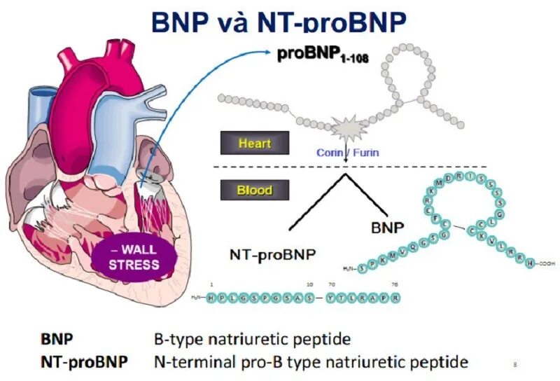 Пептид 32 мозга натрийуретический что это значит. Мозговой натрийуретический пептид (NT-PROBNP) норма. NT Pro BNP натрийуретический пептид. NT Pro BNP при ХСН. NT Pro BNP натрийуретический пептид норма.
