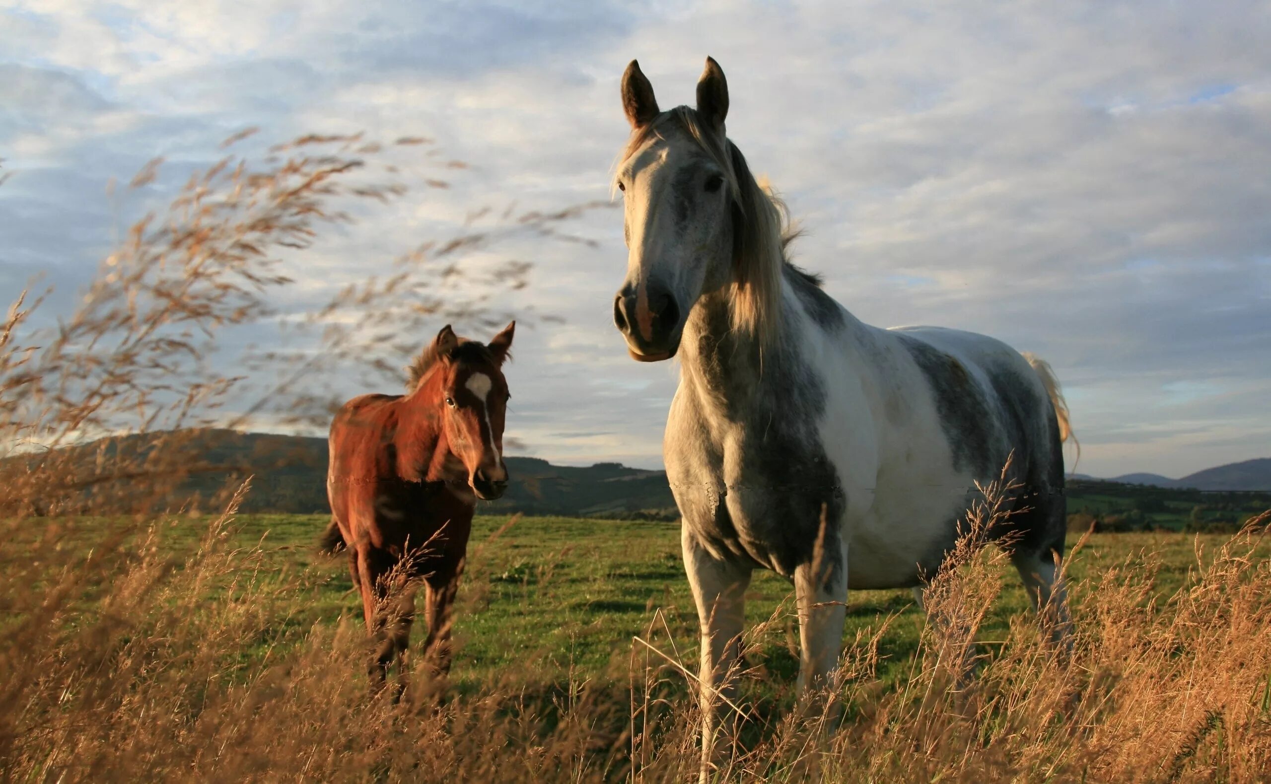 Крапчатый Мустанг. Лошади. Лошади на природе. Лошадь в поле. Картинки лошадей на заставку