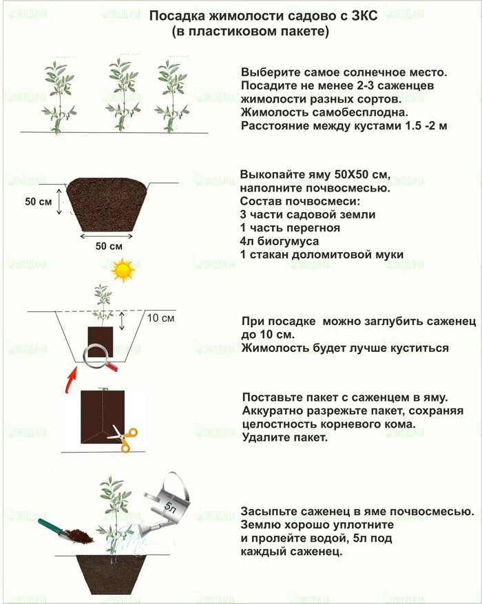 Как посадить жимолость весной в открытый. Схема посадки жимолости. жимолость посадка весной в открытый грун. схема посадки жимолости съедобной на участке. жимолость схема посадки кустов.