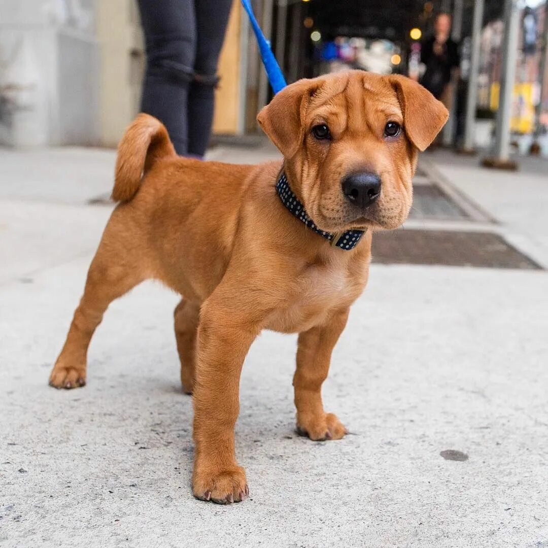 Dog eagles. Лабрадор боксер. Мертвая немецкая овчарка. Бигль с шарпеем. Игл собаки.