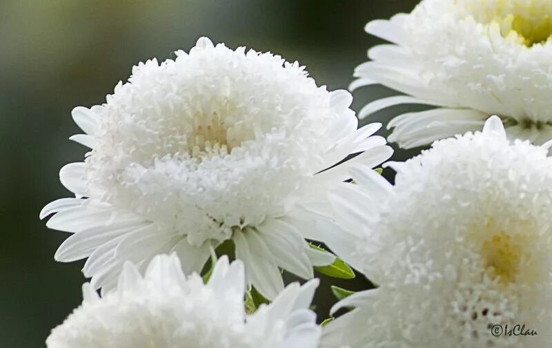 Хризантема эллен еллоу. Проблем хризантем песня. Хризантема кассандра. Хризантема грандифлора. Проблем хризантем песня.