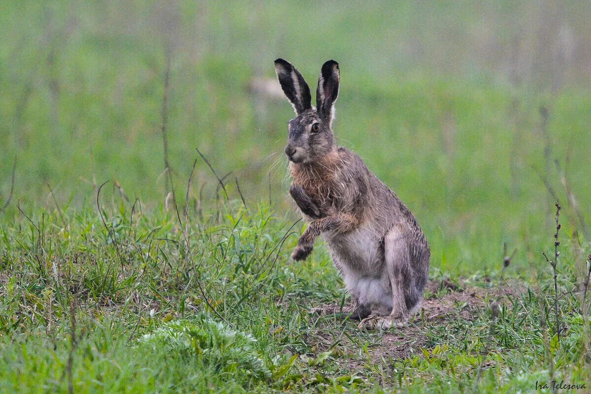 Заяц-Русак. Заяц Беляк и Русак. Заяц-Русак (лат. Lepus europaeus). Заяц р. Тело зайца русака