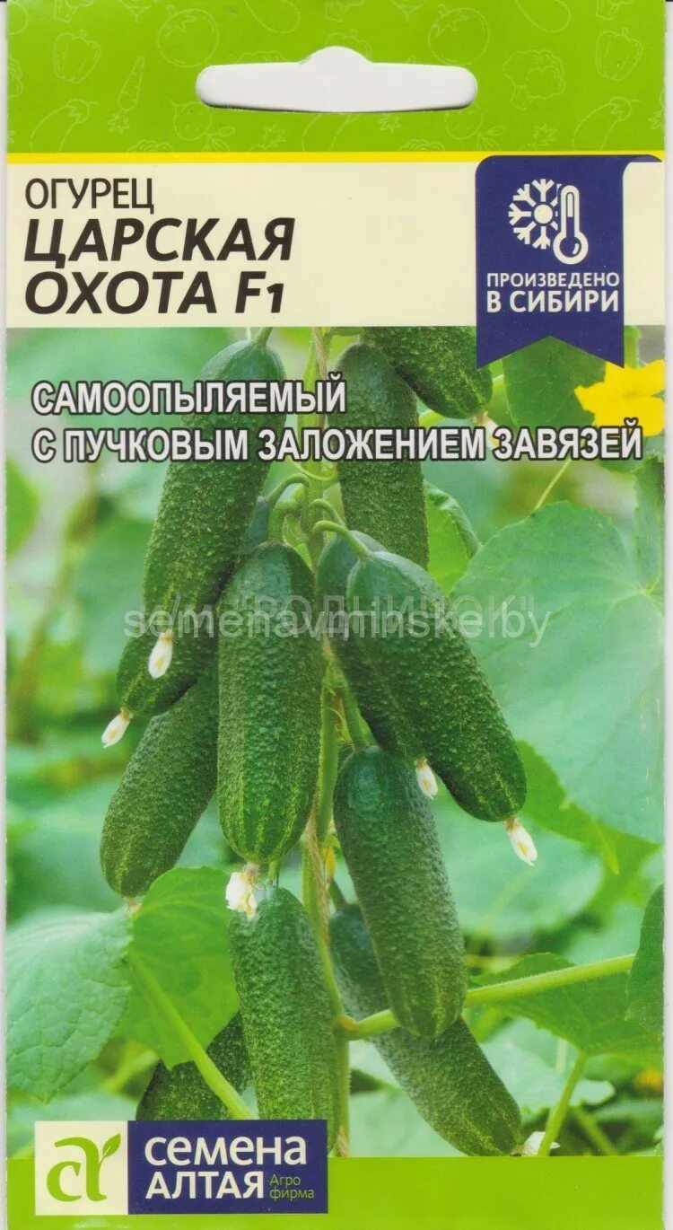 Огурец алтай семена алтая. Огурцы сорт алтай. Огурец алтай семена алтая. Засолочный огурец семена алтая. Огурец сибирский экспресс гавриш.