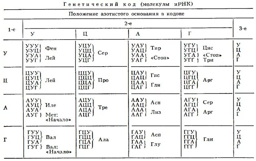 Из днк в ирнк таблица. Генетический код ДНК И РНК таблица. Таблица генетического кода ИРНК И ДНК. Таблица генетического кода ДНК И РНК. Аминокислоты ДНК И РНК таблица.