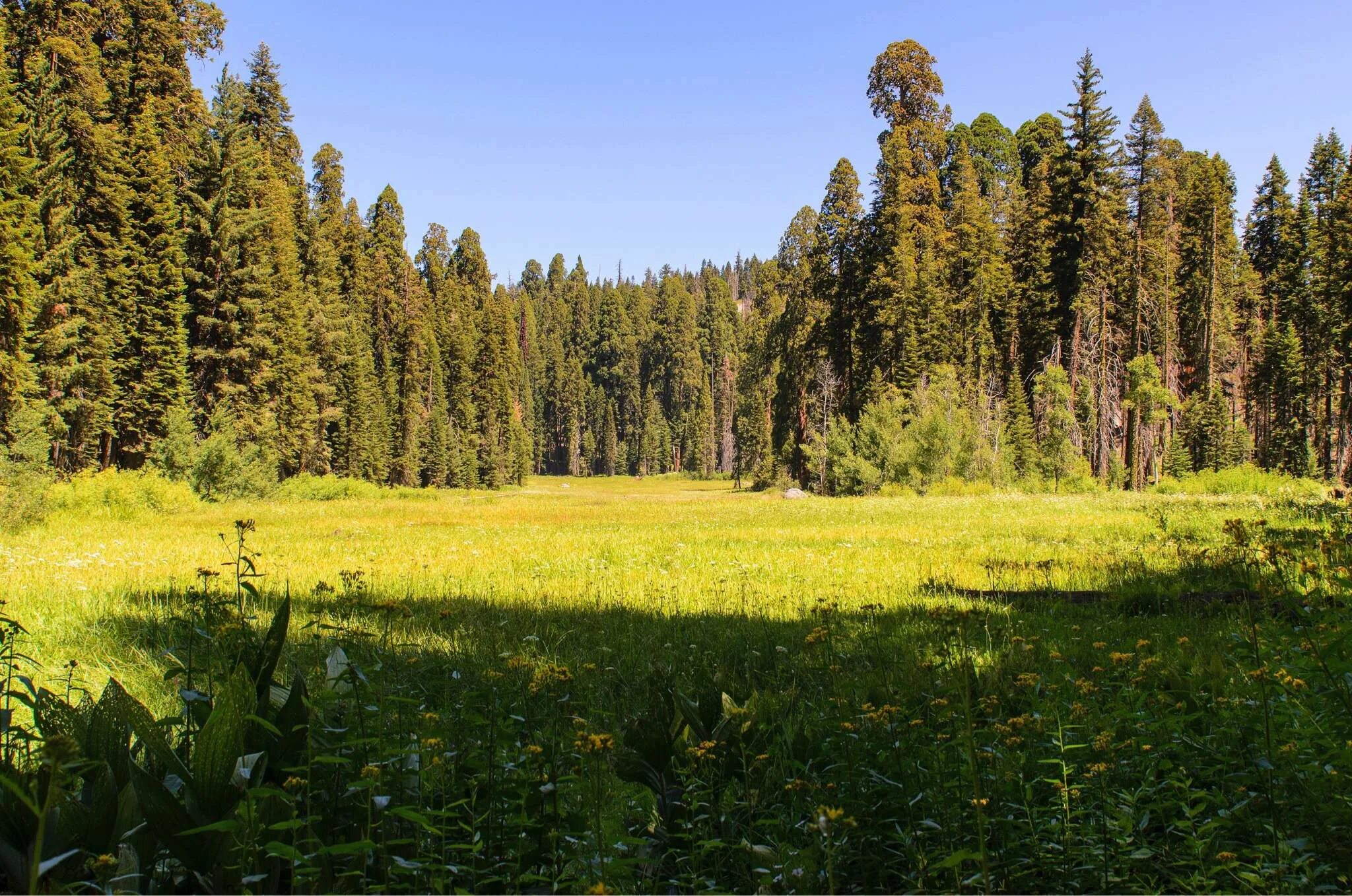 участок фореста лесная поляна. поляна в лесу. летний лес лужского района. сосна и облако. луга сосны.