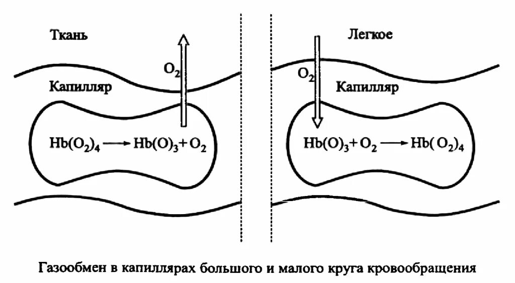 Какие изменения происходят в капиллярах. Газообмен в малом круге. газообмен в малом круге кровообращения. газообмен в капиллярах. газообмен в малом круге кровообращения физиология.
