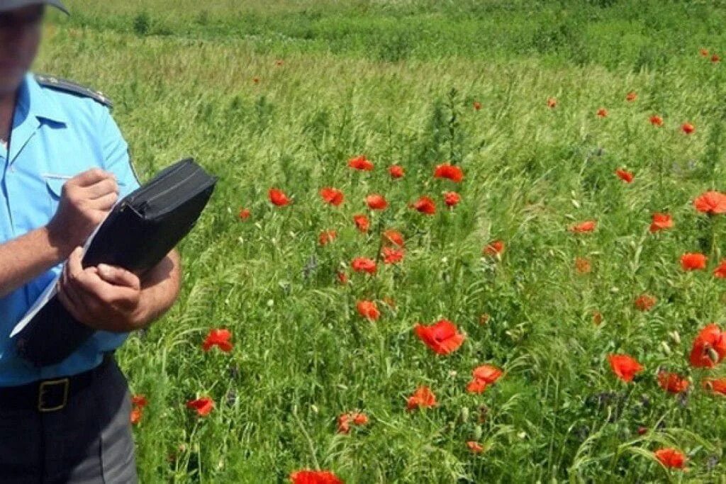 Оперативно профилактической операции мак. Оперативно-профилактической операции «мак-2025».. опм мак. операция мак 2025. профилактические мероприятия мак.