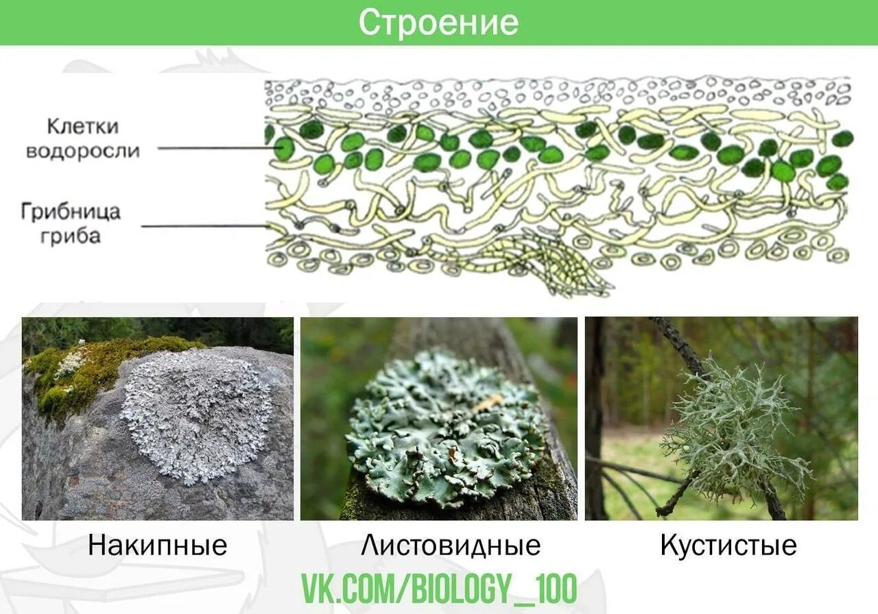 Из каких организмов состоит тело лишайника. Строение слоевища лишайника. Лишайники строение лишайников. Гомеомерное слоевище лишайника. Строение лишайника рисунок.