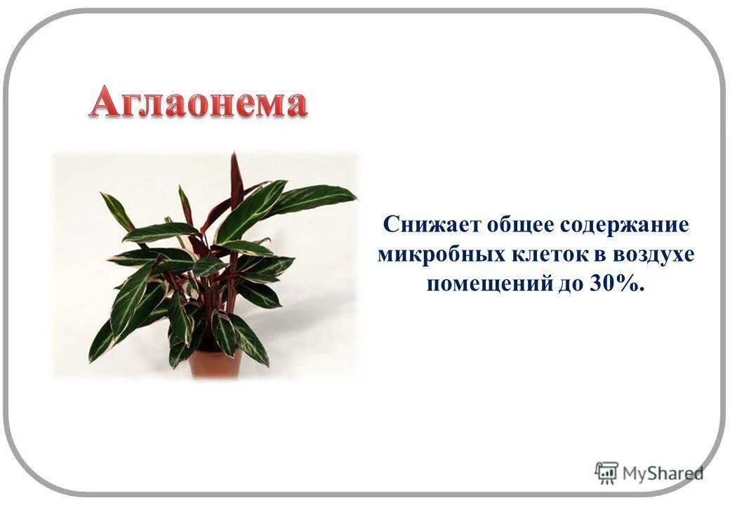 Спатифиллум вариегатный домино. Аглаонема карточка для таблички. Паспорт комнатных растений аглаонема. Грунт для аглаонемы. Аглаонема какой грунт.