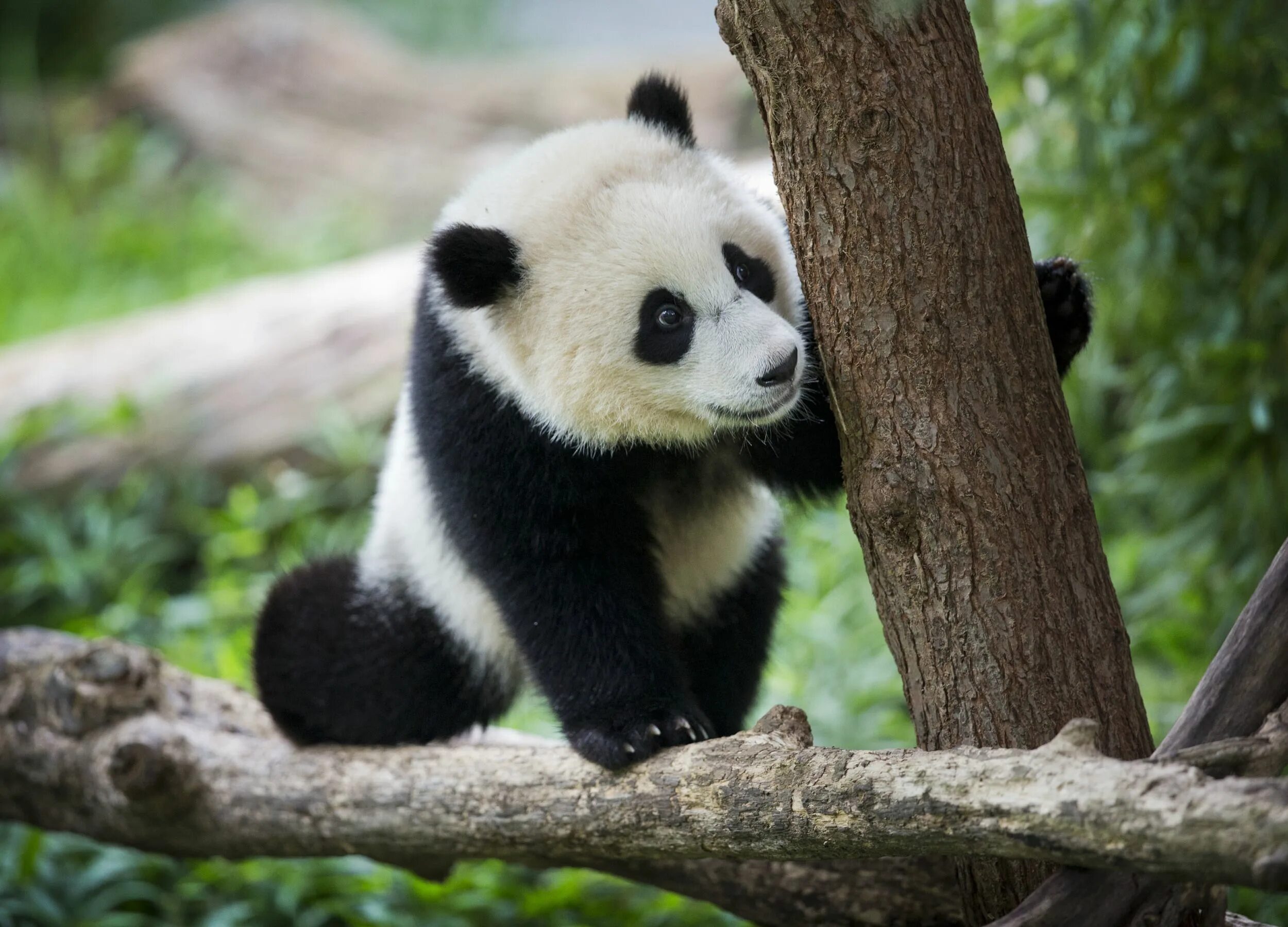 Pandas endangered