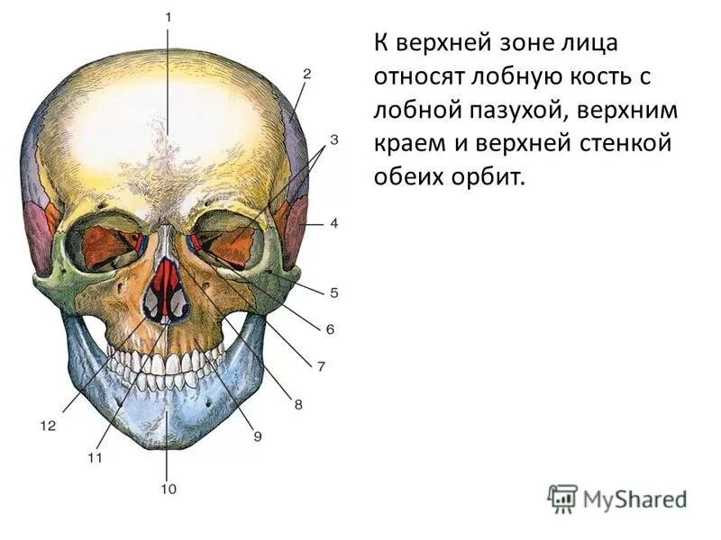 Пазухи лобная кость анатомия. Лицевая кость. Орбитальной кости лица.