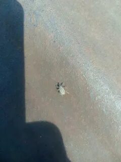В белое жучка