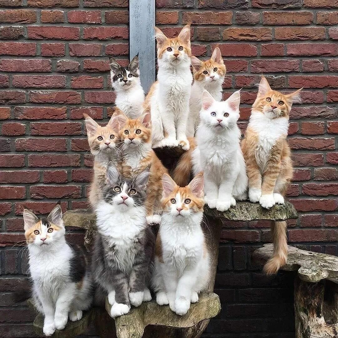 Где кот 10. Много кошек. Много котиков. Куча кошек. Несколько кошек.