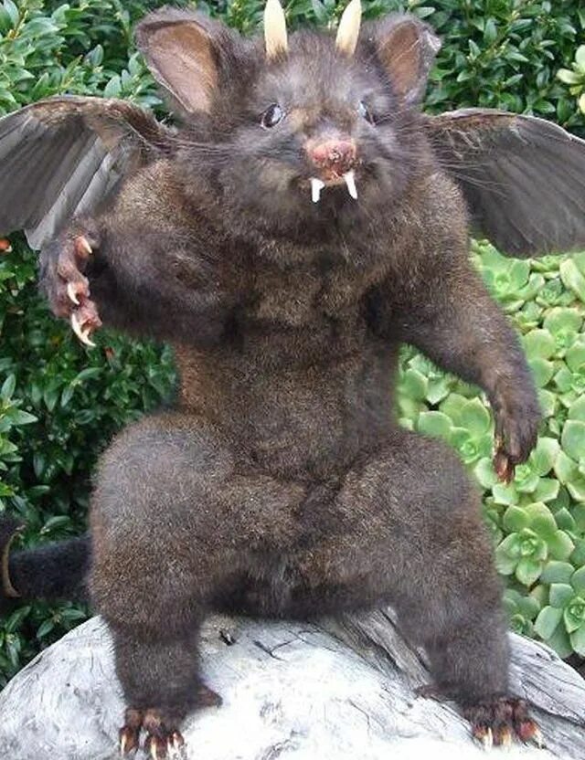 Самого страшного животного в мире. Суматранский долгопят. Плащеносная акула плащеносец. Голландская овчарка квазимодо. Эль чупакабра козий вампир.