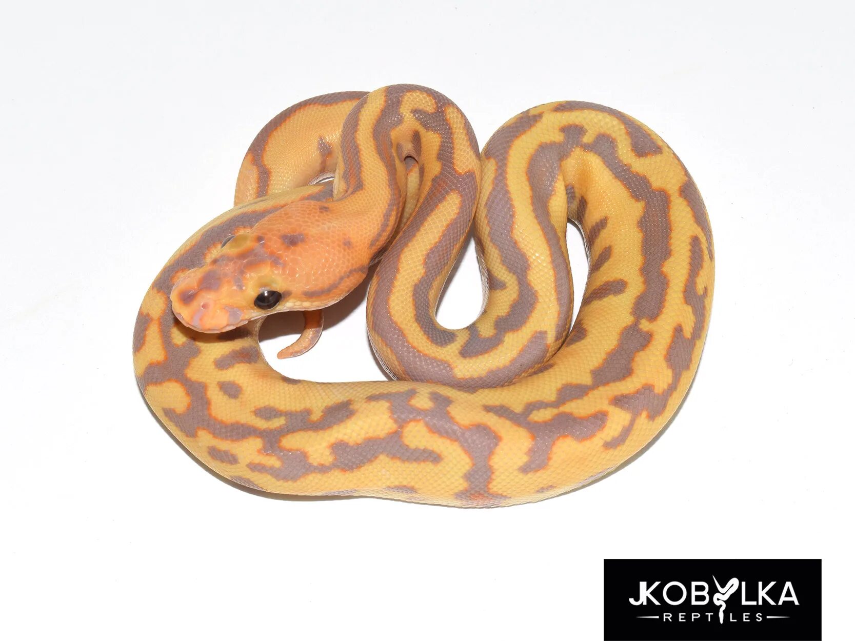 Змейка улица. Королевский питон Clown. Питон Pastel lesser Spotnose Leopard. Pastel Clown питон. Королевский питон кобылка.