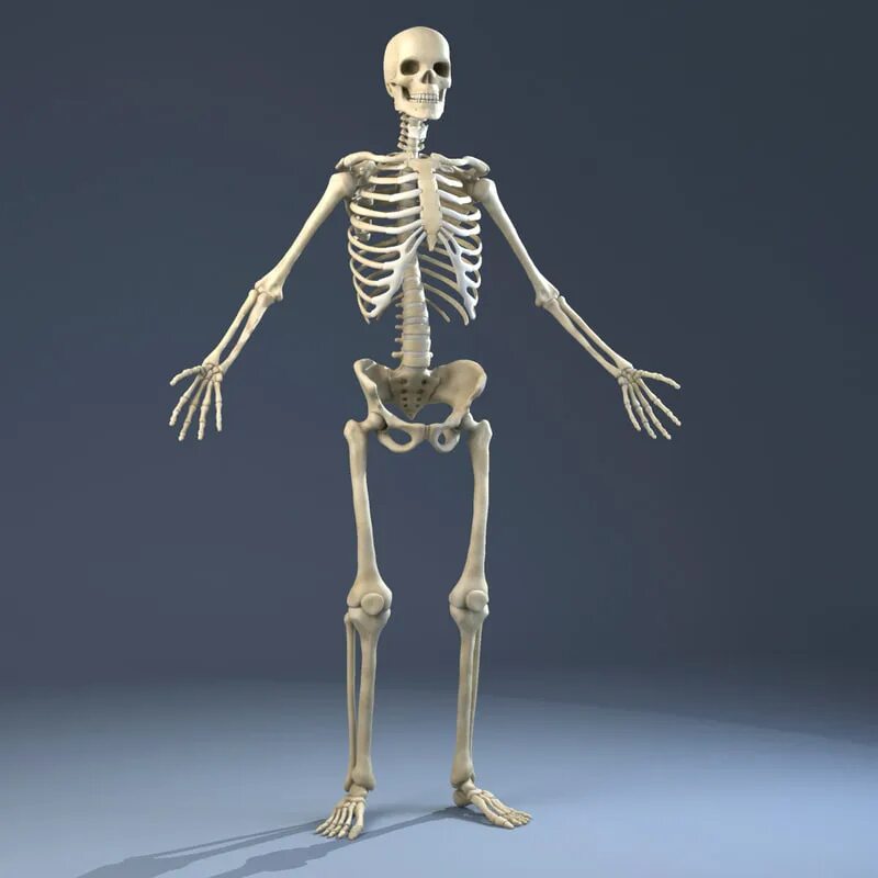 Bones animation