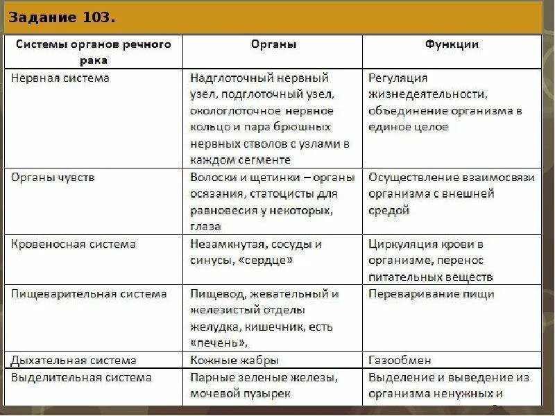 Внутреннее строение рака таблица. Биология членистоногие ракообразные. Внутреннее строение рака таблица. Выделительная система креветки. Пищеварительная система членистоногих 7.