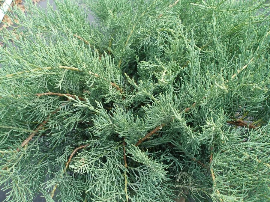 Можжевельник джуниперус. Туя сычуаньская. На что похож можжевельник. Можжевельник сибирский хвоя. Можжевельник джуниперус.