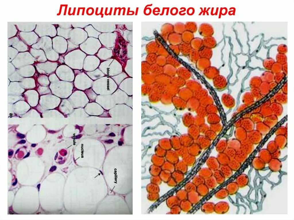 Липоциты. Липоциты в жировой ткани. Липоцит гистология. Белая жировая ткань. Липоциты с белым жиром.