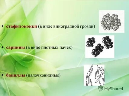 Скопления бактерий напоминающие внешне грозди винограда называются