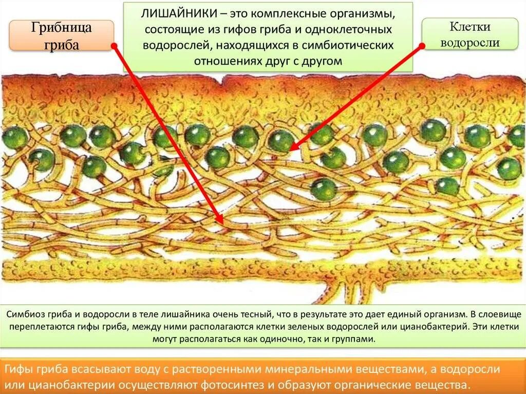 Лишайники органы. Клетки водоросли грибница. Схема строение лишайника клетки водоросли грибница гриба. Лишайник биология строение. Строение лишайника 7 класс биология.