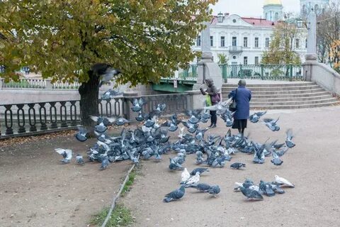 Голубые тут