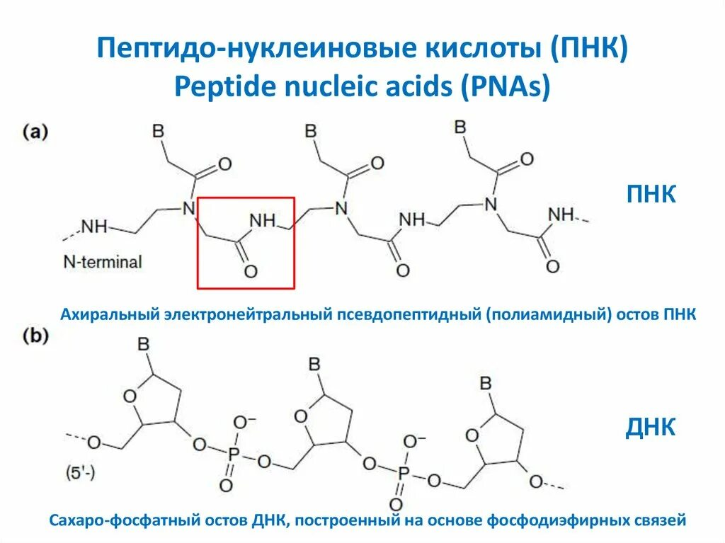 Связи в нуклеиновых кислотах. Пептид нуклеиновые кислоты. Пептидная связь в нуклеиновых кислотах. Нуклеиновые кислоты в биотехнологии. Комплекс пептидов и нуклеиновых кислот.