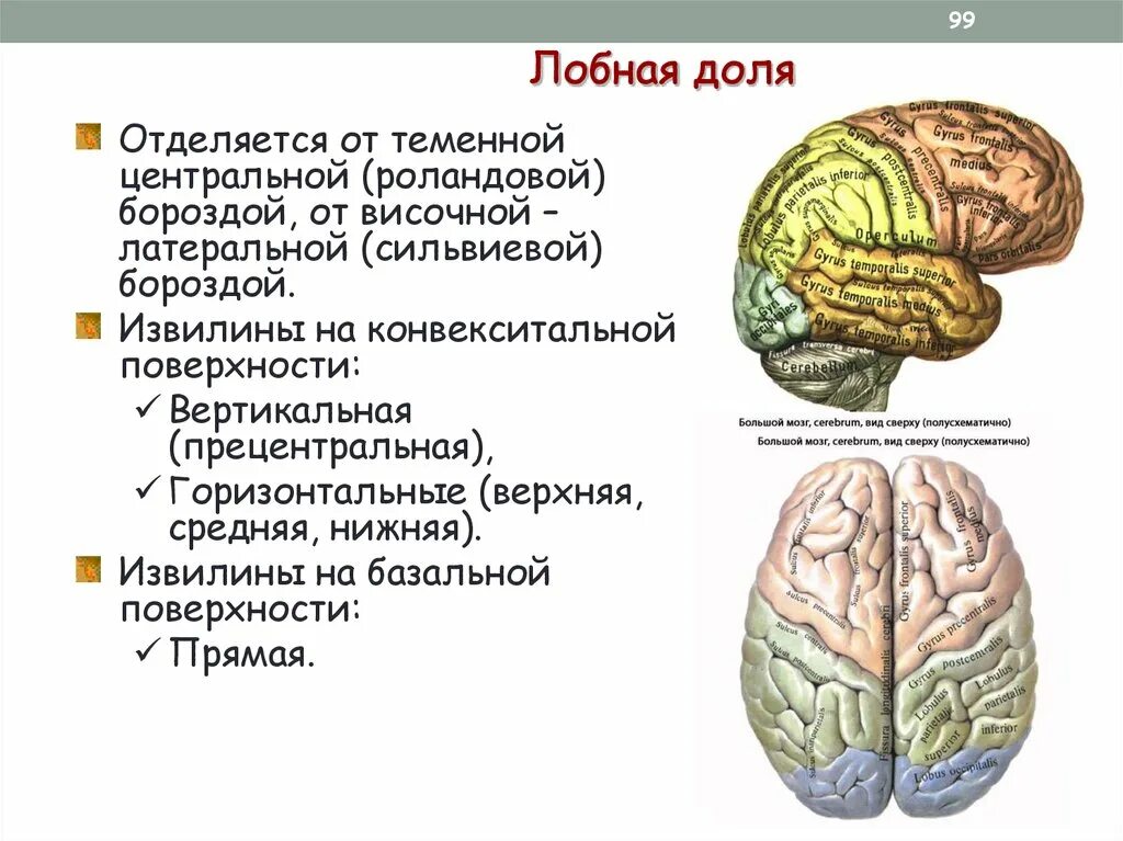 Лобный отдел функция. Строение лобной доли мозга. Извилины лобной доли головного мозга. Строение лобной доли мозга анатомия.