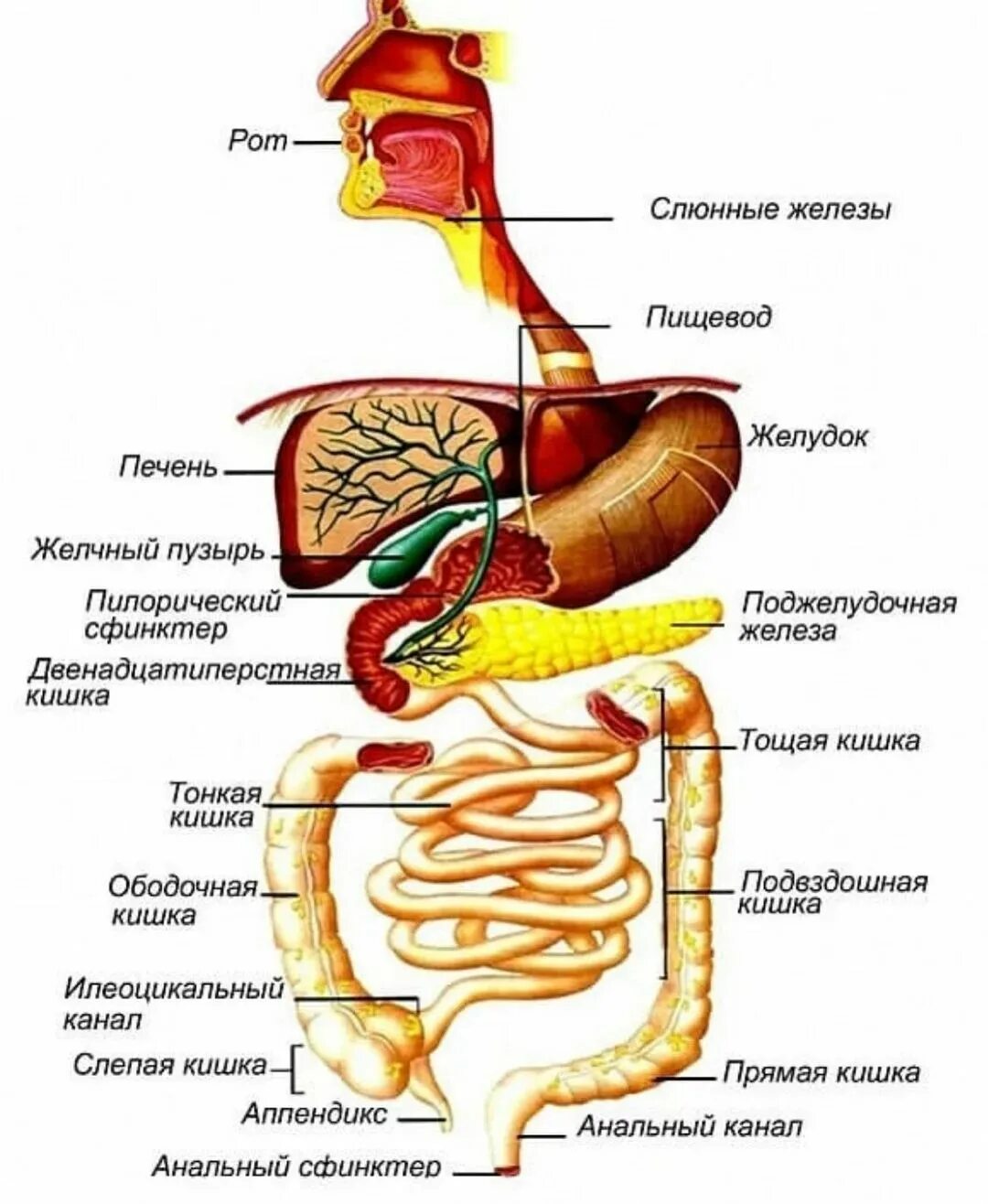 Пищевод кишечник. Строение желудочно-кишечного тракта. Схема желудочно-кишечного тракта. Анатомия пищеварительного тракта человека. Строение отделов желудочно-кишечного тракта.