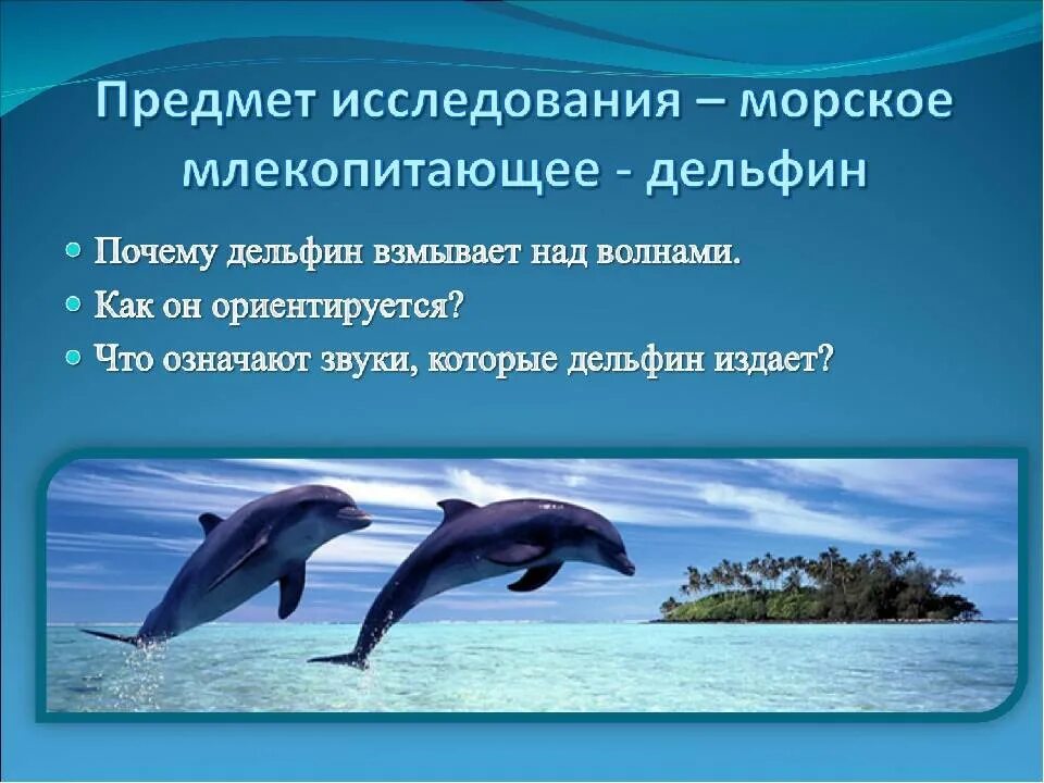 Дельфины млекопитающие. Факты о дельфинах. Дельфин описание. Проект удивительные дельфины. Дельфин относится к группе животных