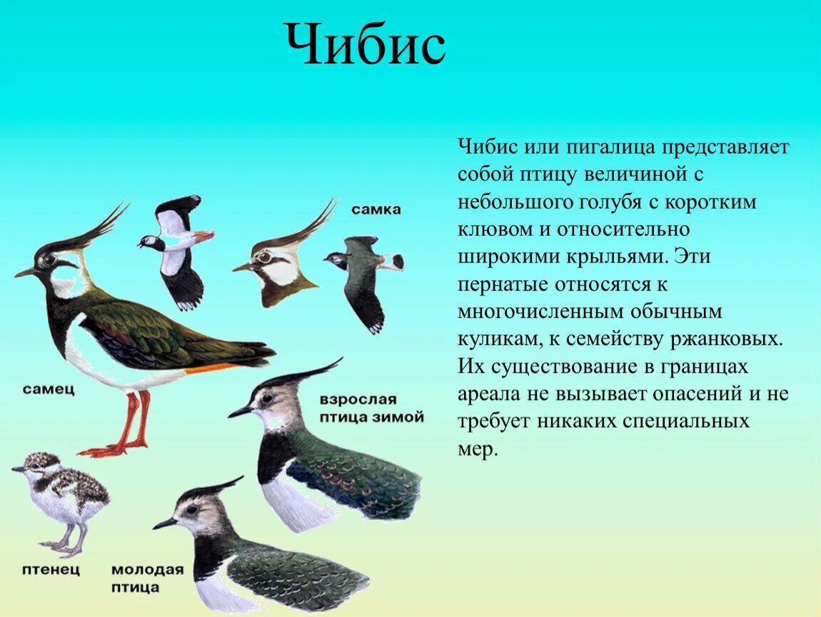 Чибис ножевое. Чибис птица самец и самка. Чибис пигалица самка. Чибис ареал обитания. Чибис птица описание.