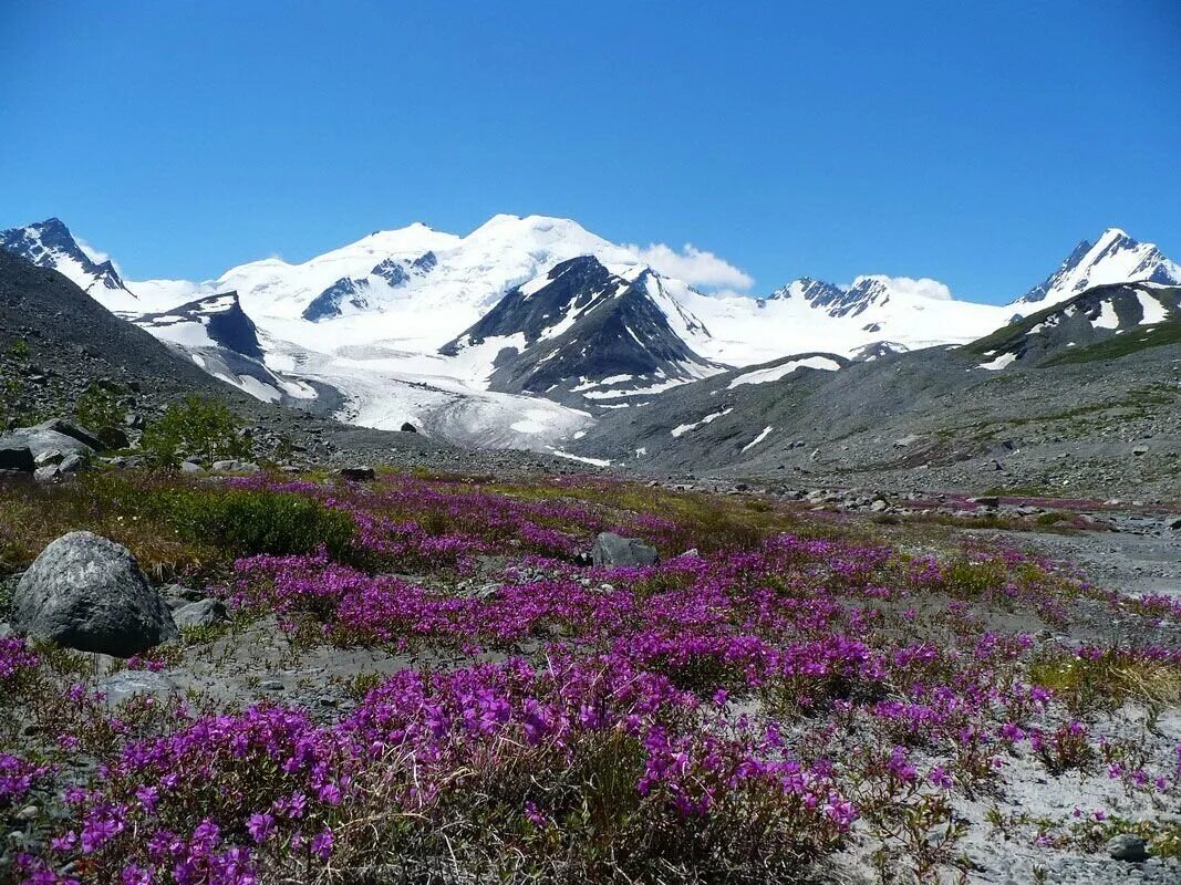 Барнаул горы Алтая. Ландшафт Алтайского края. Горный Алтай фото. Горный Алтай рельеф.