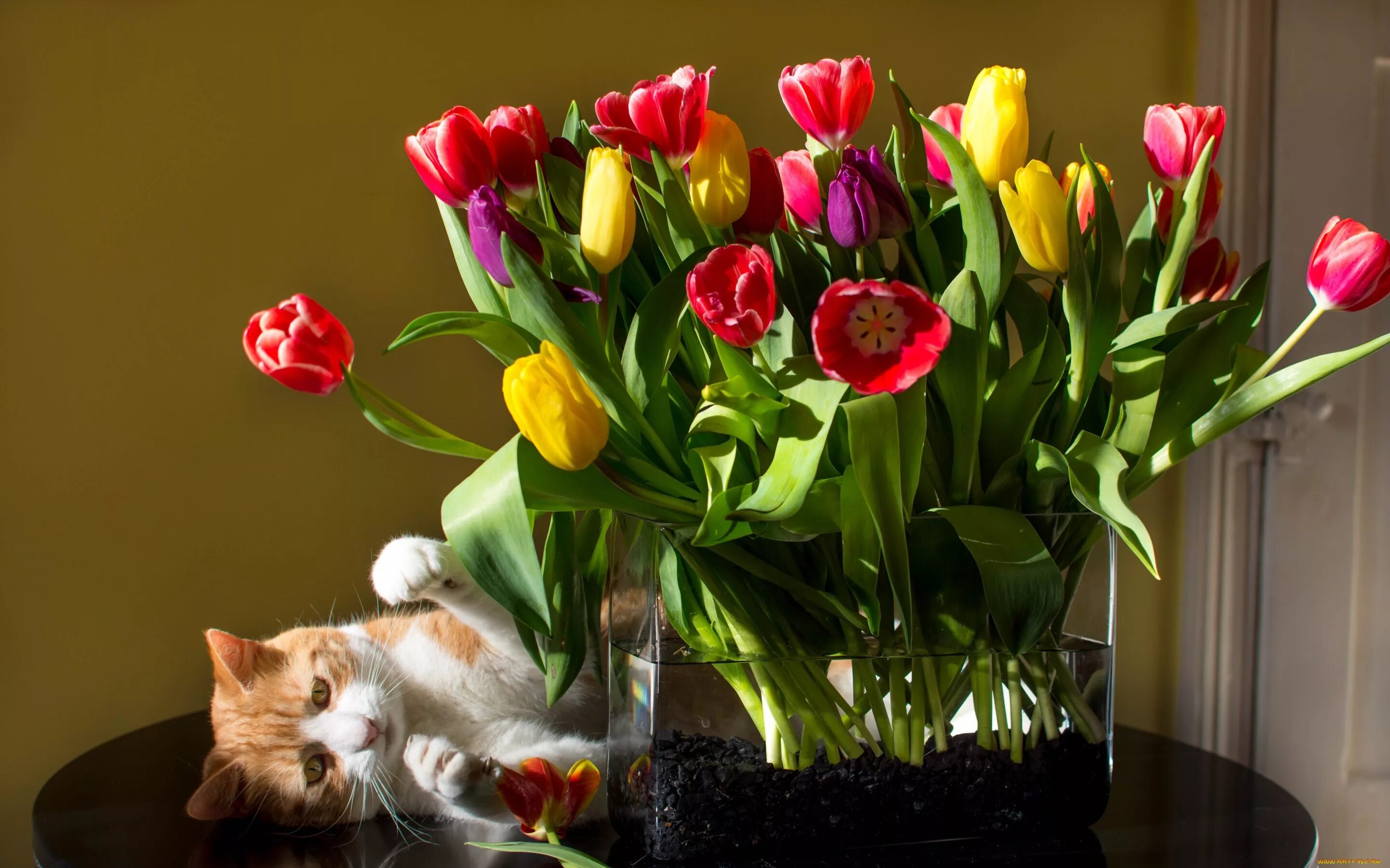 Тюльпаны в вазе. Красивые тюльпаны. Букет тюльпанов. Шикарный букет тюльпанов. Котик с тюльпанами