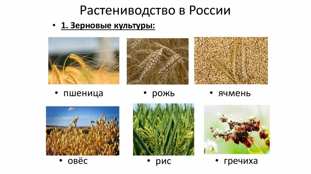 Культурные растения: - хлебные злаки (рис, пшеница, кукуруза)......?. Яровая пшеница рожь овес. Пшеница, рожь, ячмень, овес, кукуруза. Хлебные зерновые культуры.